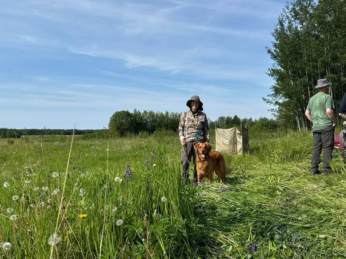 A handler in a wide-brimmed hat standing with a golden retriever in a summer meadow of lupine and dandelions, a holding blind behind them