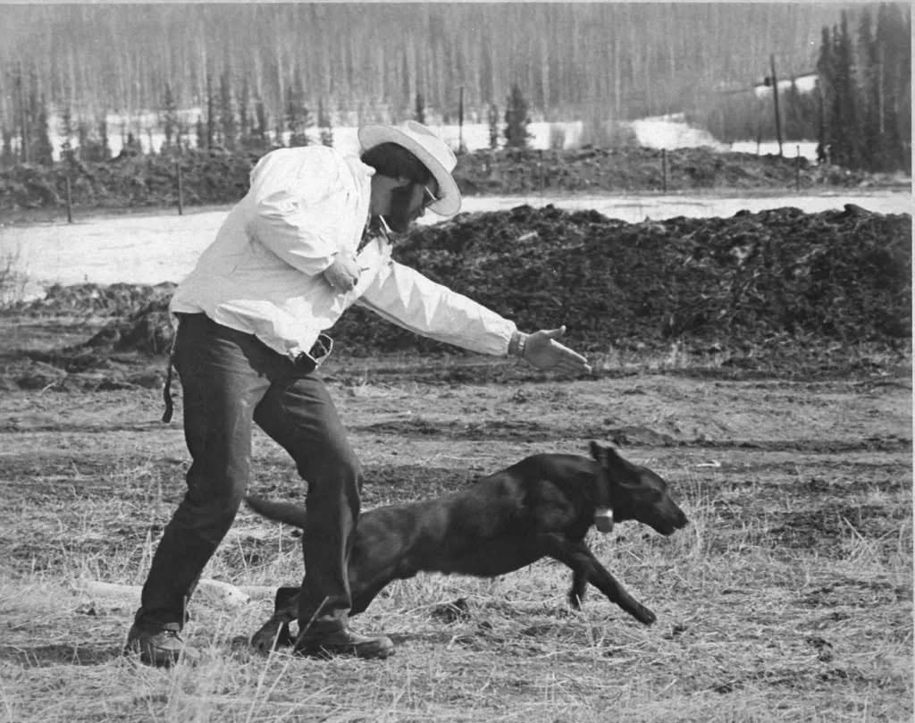 A handler in a white jacket and brimmed hat sending a black Labrador out on a retrieve across a field still patched with snow